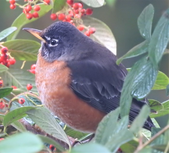 American Robin