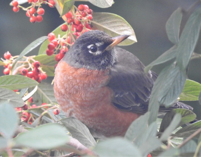 American Robin