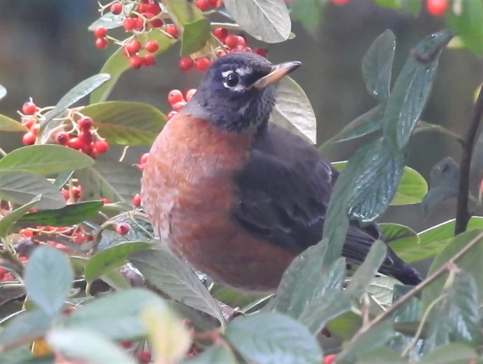 American Robin