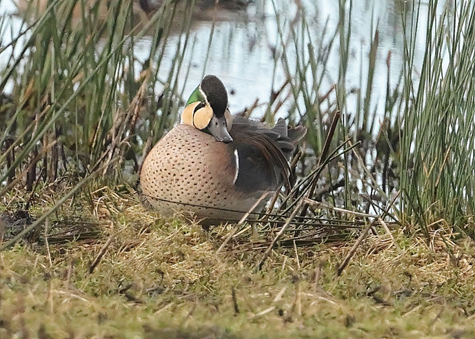 Baikal Teal