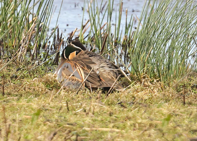 Baikal Teal