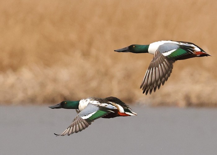 Shoveler