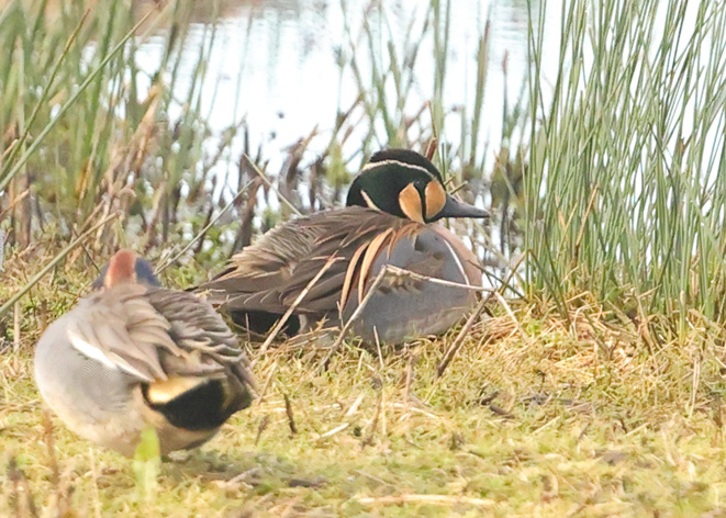 Baikal Teal