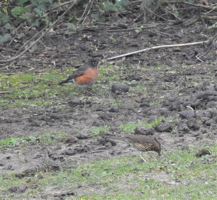 American robin