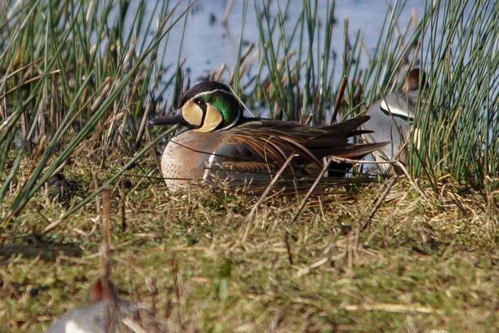 Baikal Teal