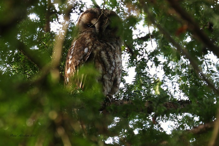 Tawny Owl