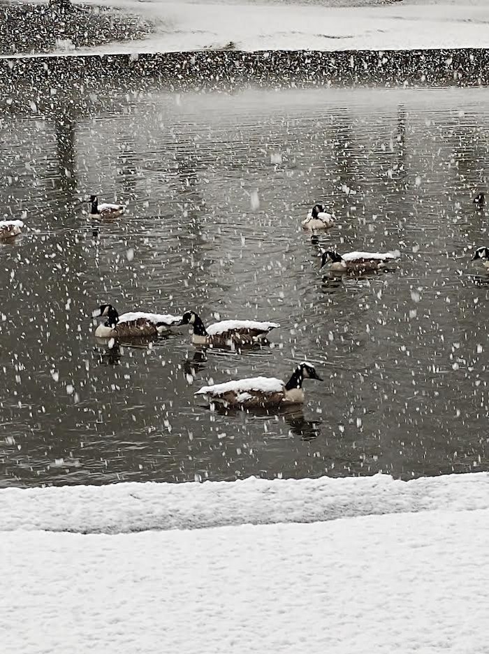 Canada Goose