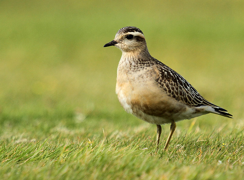 Dotterel