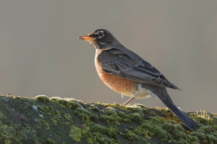 American Robin