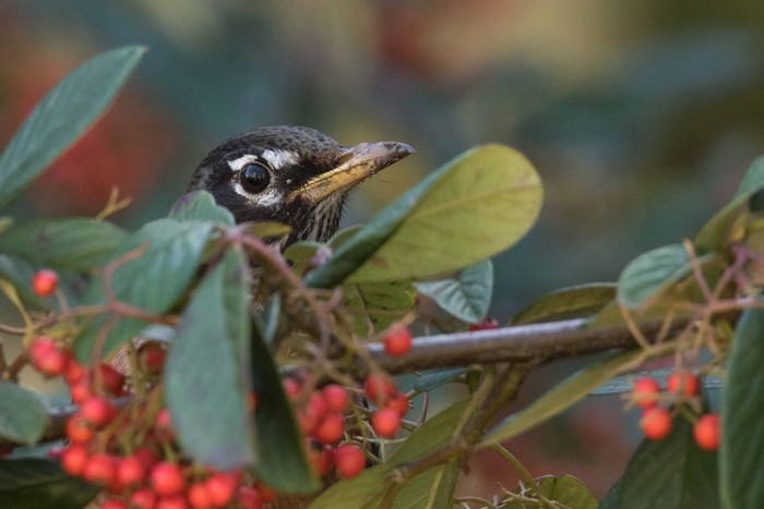 American Robin