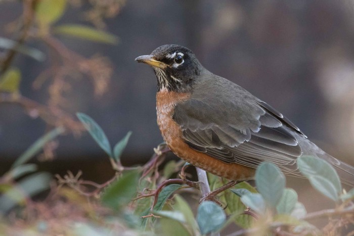 American Robin