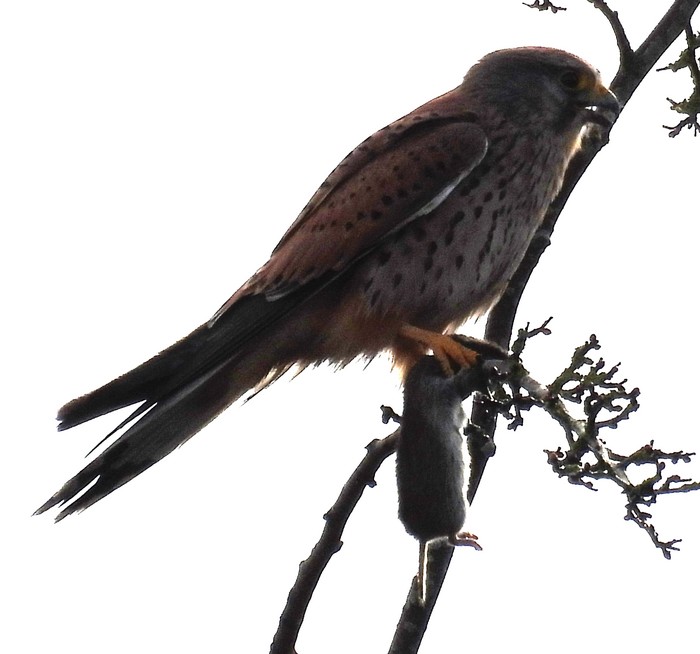 Kestrel