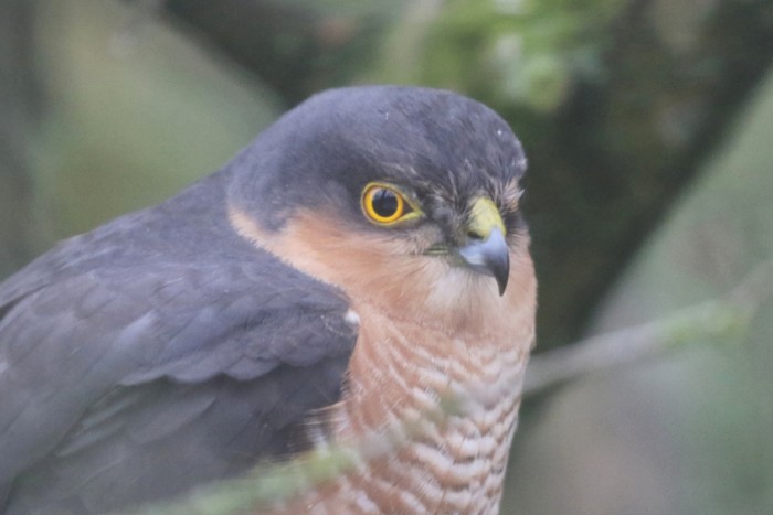 Sparrowhawk