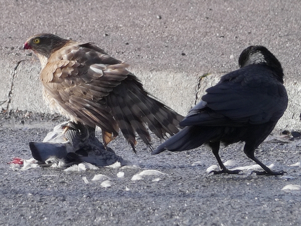 Sparrowhawk