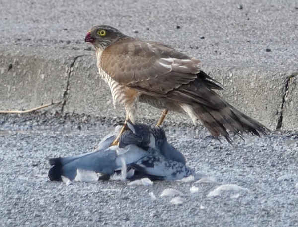 Sparrowhawk