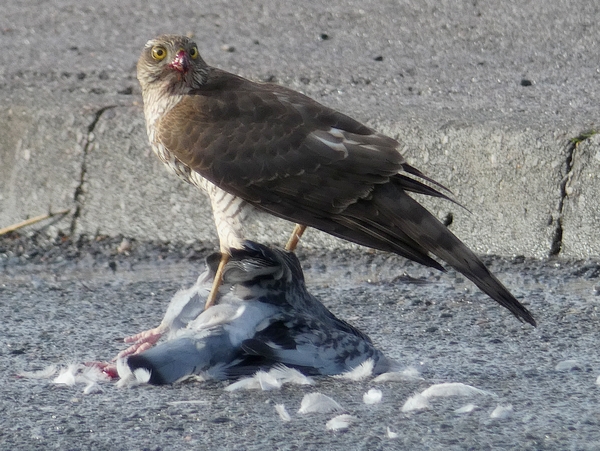 Sparrowhawk