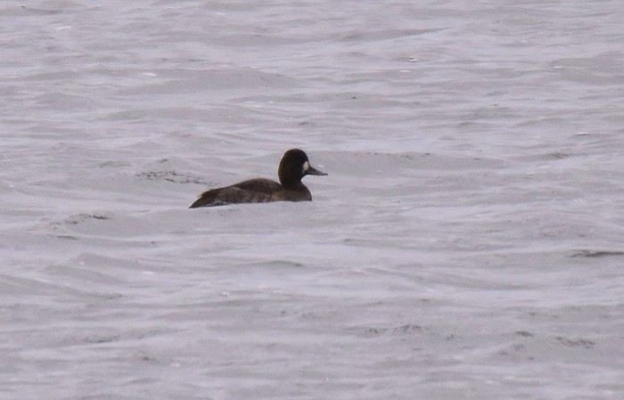 Lesser Scaup
