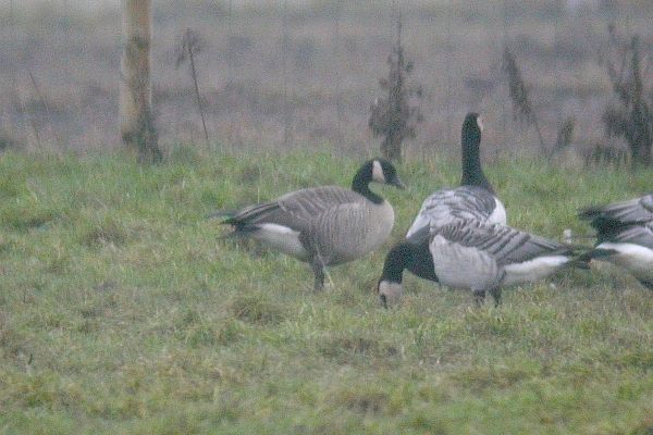 Taverner's Canada Goose