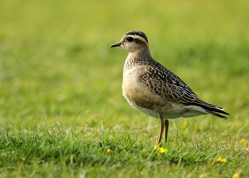 Dotterel