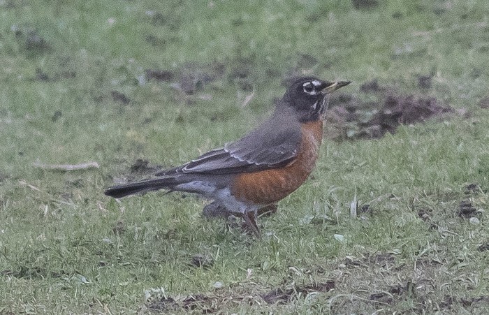 American Robin