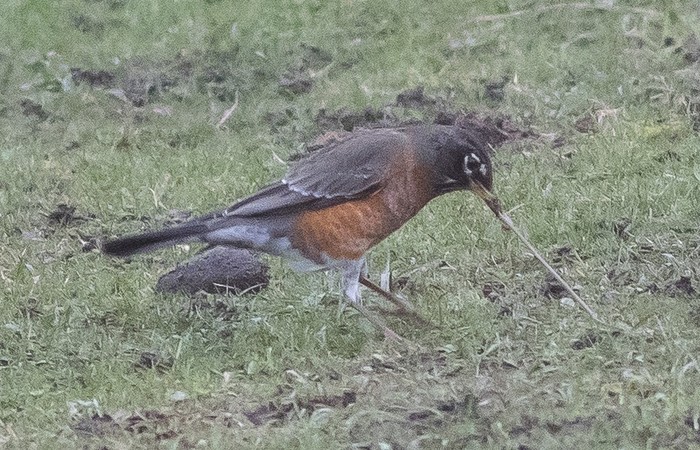 American robin