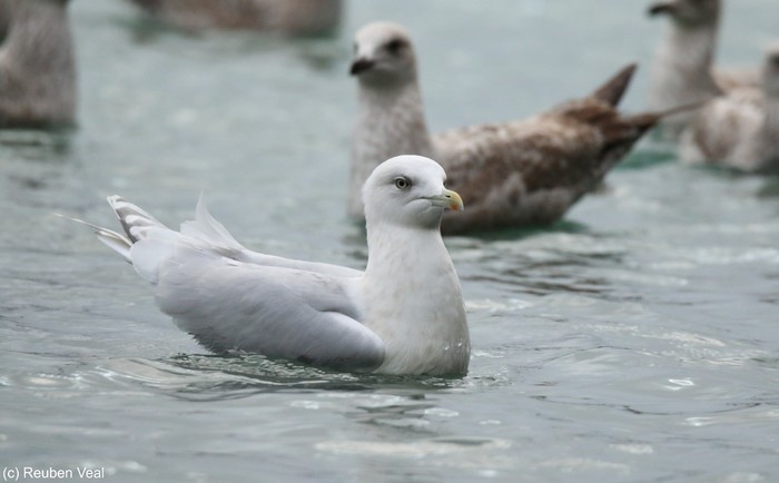 Kumlien's Gull