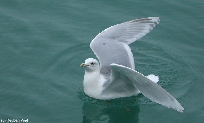 Kumlien's Gull