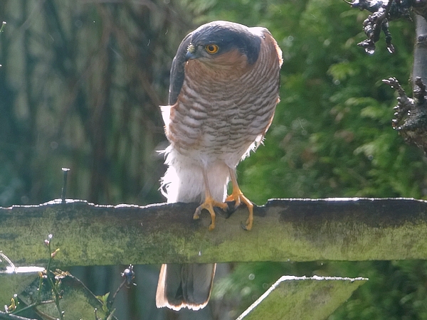 Sparrowhawk