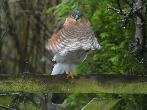 Sparrowhawk