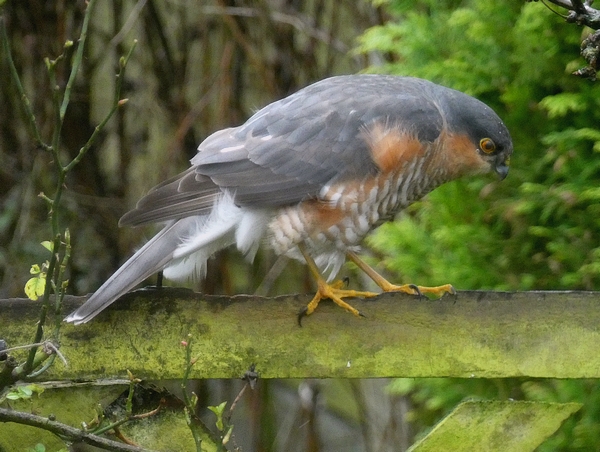 Sparrowhawk