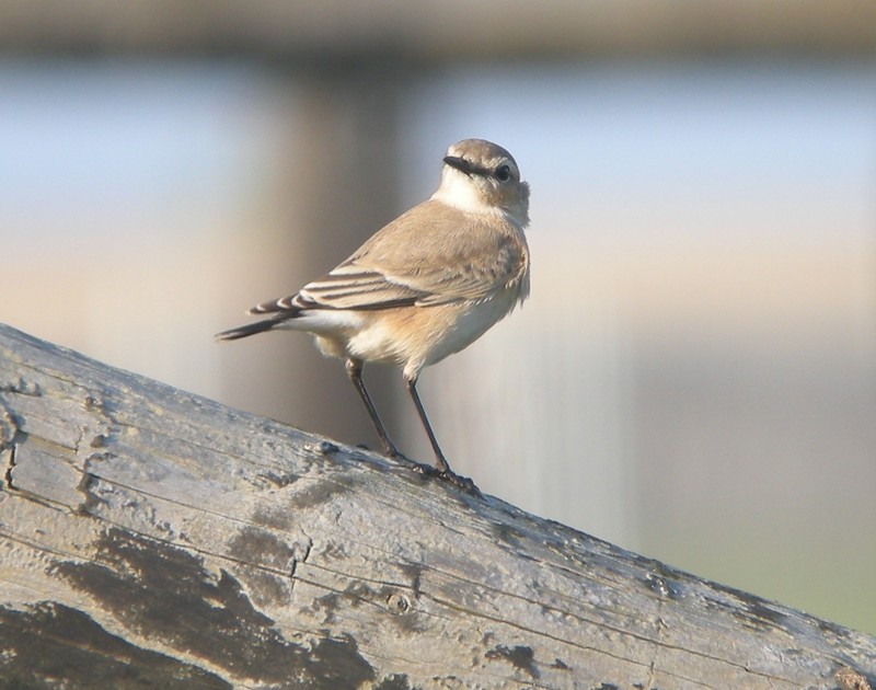 Isabelline Wheatear