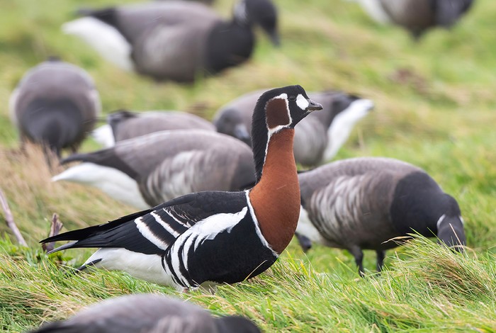 Red-breasted Goose