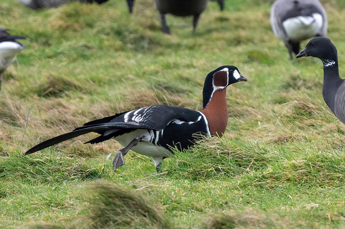 Red-breasted Goose
