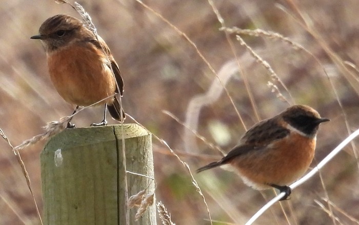 Stonechat