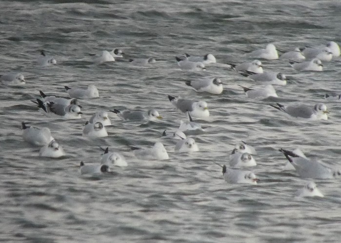Kittiwake