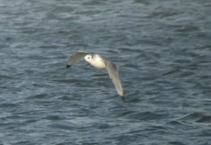 Kittiwake