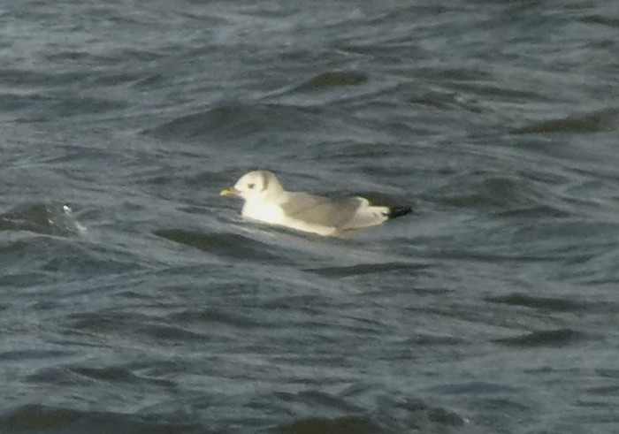 Kittiwake