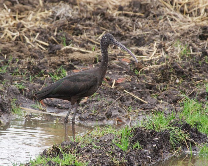 Glossy Ibis