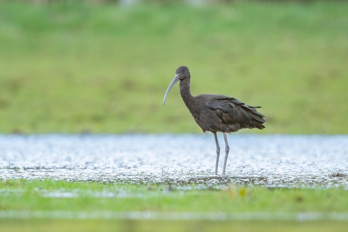 Glossy Ibis