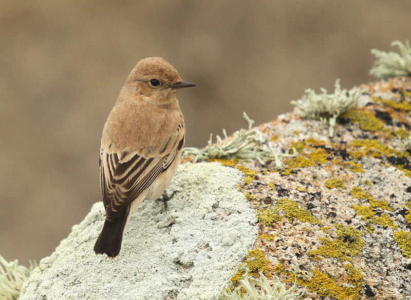 Western Black-eared Wheatear