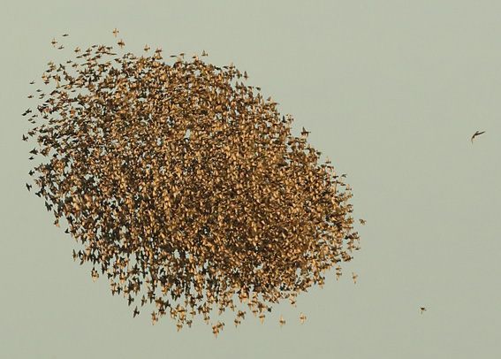 Peregrine