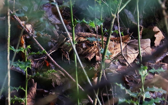 Woodcock 