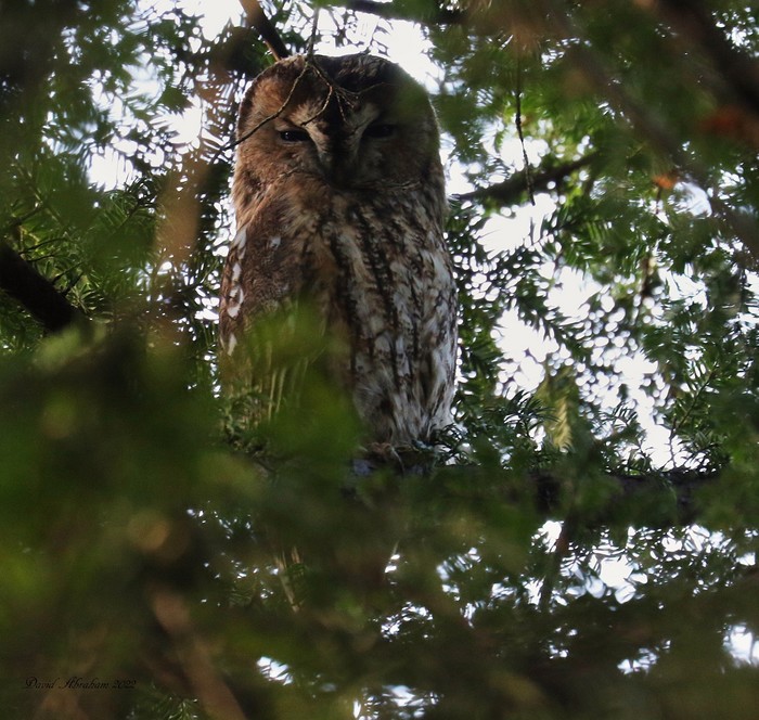 Tawny Owl