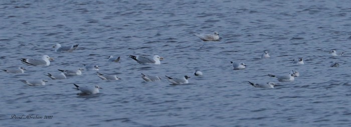 Iceland Gull
