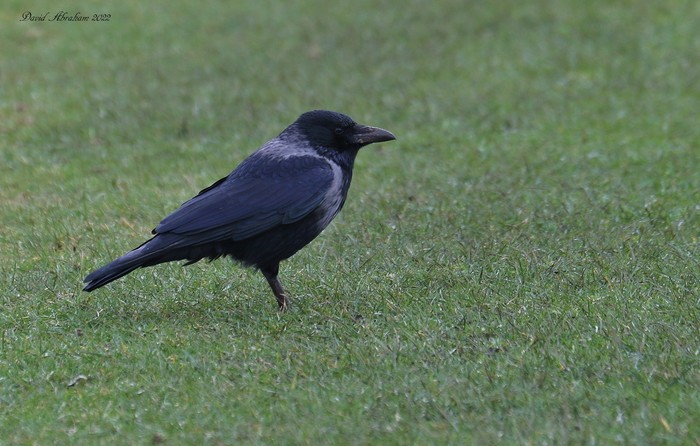 Carrion Crow