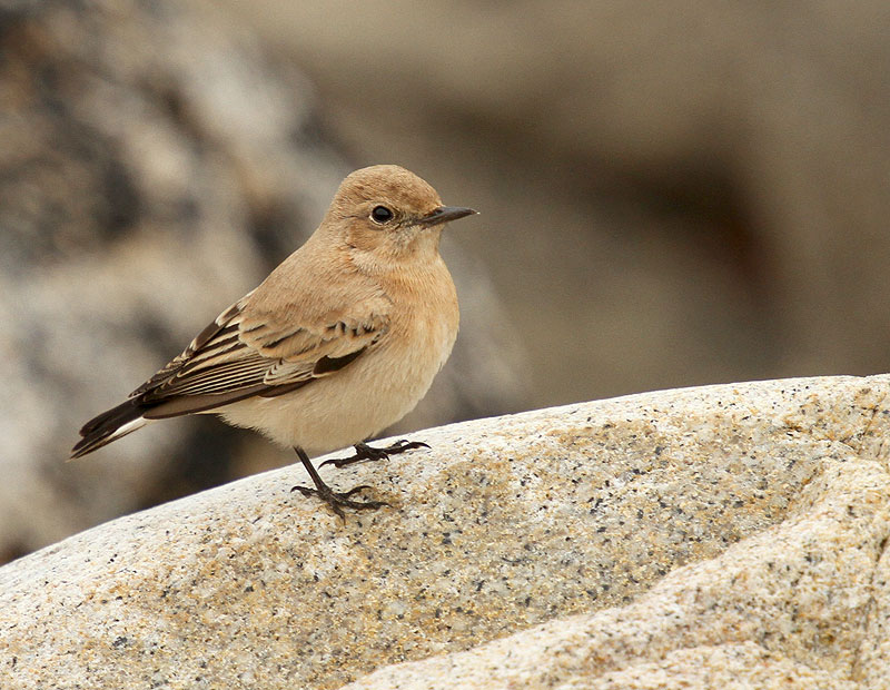 Western Black-eared Wheatear