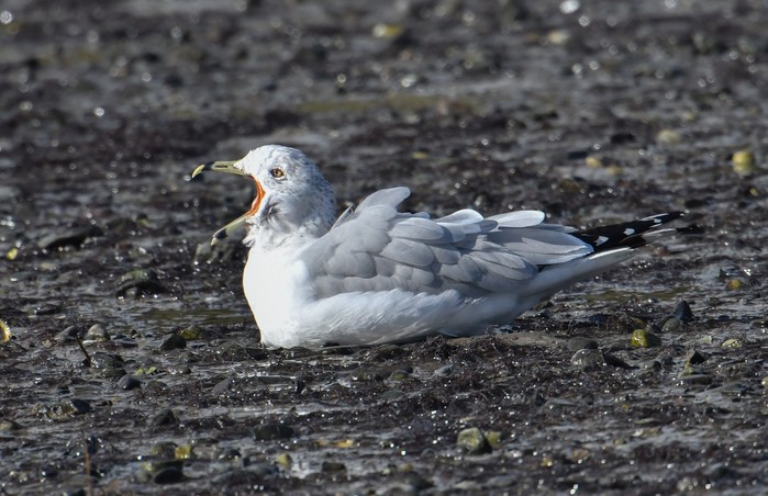 Ring-billed Gull