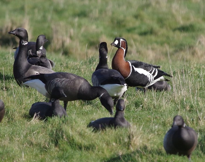 Red-breasted Goose