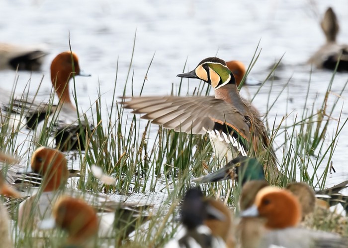 Baikal Teal