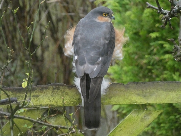 Sparrowhawk